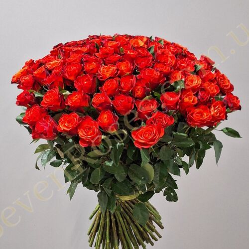 101 троянда Fiorella 80см