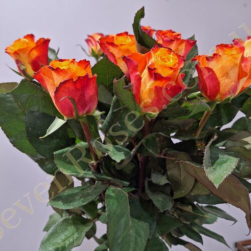 Троянда Mariyo 80см