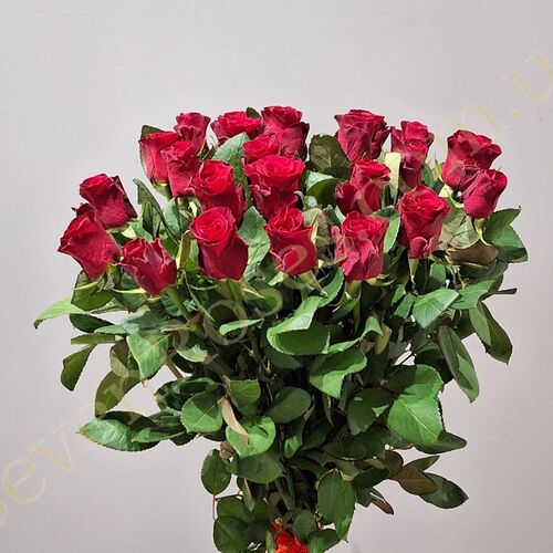 35 троянд Red Tacazzi 80см