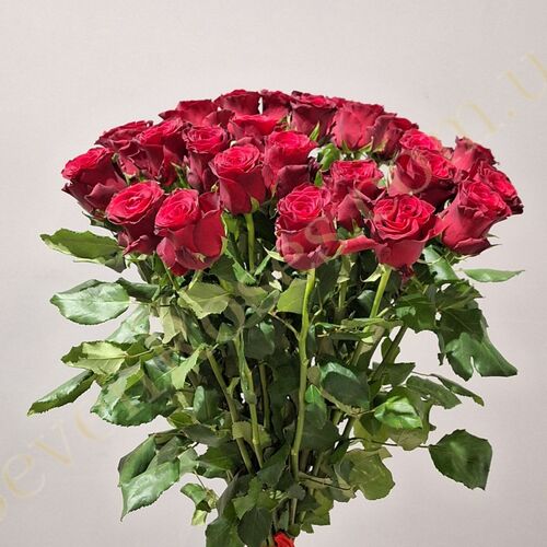 35 троянд Rhodos 80см